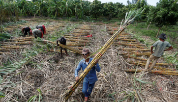 Workers collect sugar cane in Cambodia (Reuters/Samrang Pring)