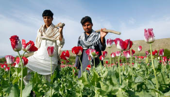Farmers at a poppy field in Afghanistan (Reuters/Parwiz)