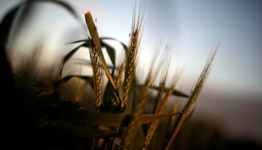 A wheat farm in Australia (Reuters/Jason Reed)