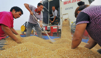 Farmers harvest wheat in Qingzhou, Shandong province (Reuters/China)