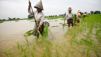 Farmers plant rice seedlings in a paddy field on the outskirts of Yangon (Reuters/Soe Zeya Tun)