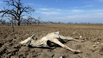 The drought affecting the Pilcomayo river between Argentina and Paraguay (Reuters/Jorge Adorno)