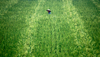 A Chinese farmer in Sichuan (Reuters/David Gray)