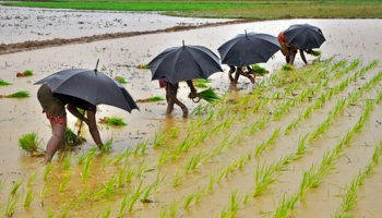 Labourers plant saplings in a paddy field on the outskirts of the eastern Indian city of Bhubaneswar (Reuters/Stringer)