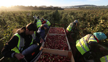 Migrant workers pick apples at Stocks Farm in Suckley, Britain (Reuters/Eddie Keogh)