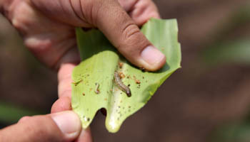 A crop-eating armyworm is seen on a sorghum plant at a farm in Limpopo, South Africa (Reuters/Siphiwe Sibeko)