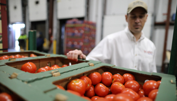 Tomatoes imported across the border from Mexico at SunFed produce packing and shipping warehouse in Nogales, Arizona (Reuters/Lucy Nicholson)