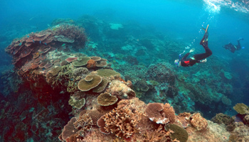 Queensland Parks and Wildlife Service rangers snorkelling in the Great Barrier Reef region (Reuters/David Gray/File photo)