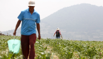 Farm workers fertilize a corn plantation at an ejido on the outskirts of Mexico City (Reuters/Edgard Garrido)