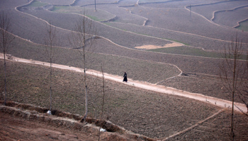 A woman walks down a road between rice fields in Srinagar (Reuters/Danish Ismail)