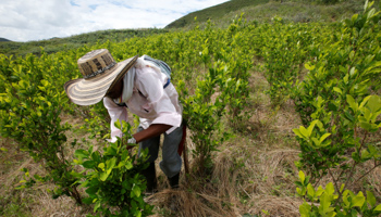 A coca farmer in Cauca, Colombia (Reuters/Jaime Saldarriaga)