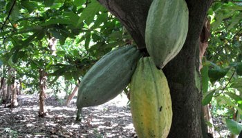 Cacao pods in a cocoa bean farm in Tulua, Colombia (Reuters/Gary Hershorn)