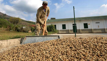 A worker collects dried coffee beans at a National Coffee Growers Federation plantation in Pueblo Bello, northern Cesar province (Reuters/Jose Miguel Gomez)