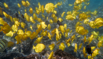 Yellow tang reef fish, one species of more than seven thousand living in the Papahanaumokuakea Marine National Monument (Reuters/Hugh Gentry)