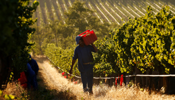 Workers harvest grapes in Franschhoek near Cape Town (Reuters/Mike Hutchings)