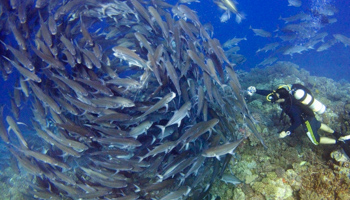 A scuba diver off the Malaysian off Layang Layang in the Spratly Islands (Reuters/David Loh)