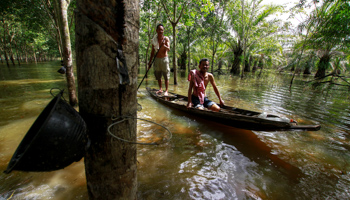 Rubber tree farmers left, row a boat in floodwaters in their rubber plantation at Cha-uat district in Nakhon Si Thammarat Province, southern Thailand (Reuters/Surapan Boonthanom)