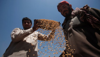 Farmers harvesting wheat in Peshawar, Pakistan (Reuters/Fayaz Aziz)