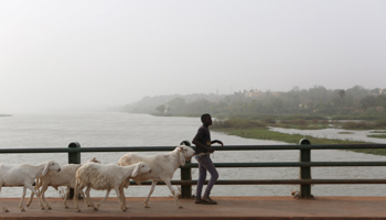 A boy herds sheep on the Kennedy Bridge in Niamey, Niger (Reuters/Joe Penney)