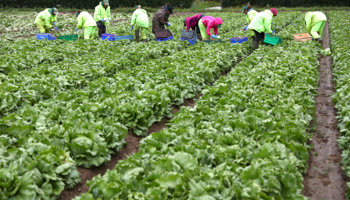 Migrant workers pick lettuce on a farm in Kent, Britain (Reuters/Neil Hall)