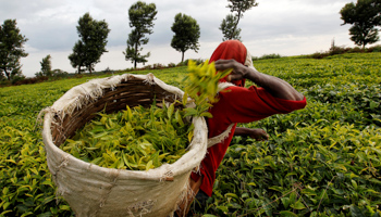 A worker picks tea at a plantation in Githunguri near Kenya's capital Nairobi (Reuters/Thomas Mukoya/File Photo)