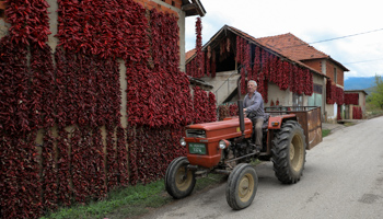 A man rides on a tractor past peppers hanging to dry in Donja Lakosnica, southern Serbia, September 2017 (Reuters/Marko Djurica)