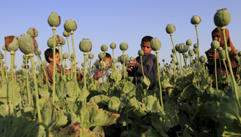 Afghan children gather raw opium on a poppy field on the outskirts of Jalalabad (Reuters/Parwiz)