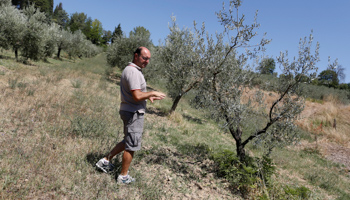 An Italian Olive Oil producer in his olive plantation in Amelia, central Italy (Reuters/Tony Gentile)