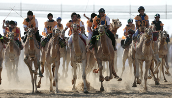 A camel race during the Sultan Bin Zayed Heritage Festival in Sweihan, United Arab Emirates, February 3, 2018 (Reuters/Christopher Pike)