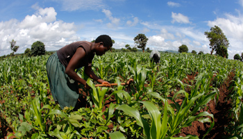 A subsistence farmer works a field of maize near the capital Lilongwe, Malawi (Reuters/Mike Hutchings)