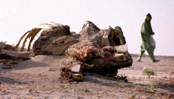 A cow carcass in the bed of the Hamoon lake, which dried up in 2001 after three consecutive years of drought in southeastern Iran (Reuters/Caren Firouz)