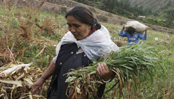 A woman harvesting barley in Cuzco (Reuters/Janine Costa)