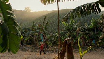 A banana plantation in Laos (Reuters/Jorge Silva)