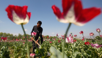 An Afghan man works on a poppy field in Jalalabad province (Reuters/Parwiz)