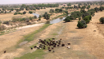 Cattle run near the Komadougou Yobe river which separates Niger and Nigeria, 2015 (Reuters/Joe Penney)