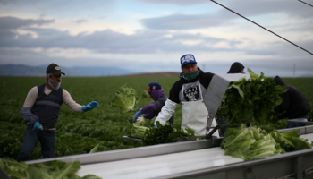 Migrant farm workers harvesting in King City, California (Reuters/Lucy Nicholson)
