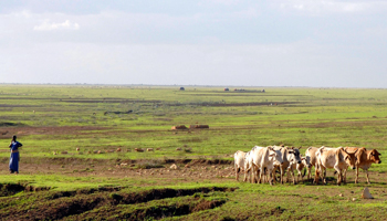 A herder tends livestock outside Jijiga, Somali region of Ethiopia (Reuters/Andrew Heavens)