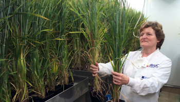 Gene-edited barley plants at the John Innes Centre in Norwich, Britain (Reuters/Stuart McDill)