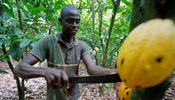 A man cuts a cocoa pod from a tree on an Ivory Coast plantation (Reuters/Thierry Gouegnon)