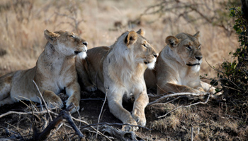 Lions in the Masai Mara National Reserve in Kenya (Reuters/Goran Tomasevic)
