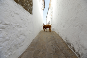 "Toro de Cuerda" in the white village of Villaluenga del Rosario, southern Spain (Reuters/Marcelo del Pozo)