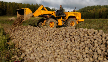 The  sugar beet harvest at a farm near Minsk (Reuters/Vasily Fedosenko)