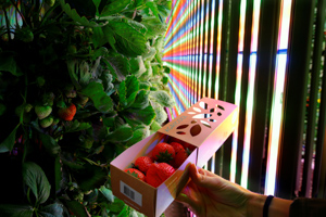 A member of French startup Agricool displays a box of strawberries grown with the help of hundreds of multi-colored LED lights in their high-tech container in Paris, France, August 2018 (Reuters/Philippe Wojazer)