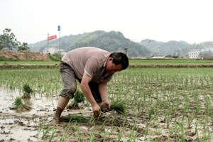 A farmer plants seedlings at a field in Dongfeng village, Hunan province, China, May 2018 (Reuters/Ryan Woo)