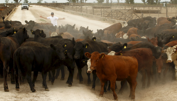 A feedlot in Buenos Aires province (Reuters/Enrique Marcarian)