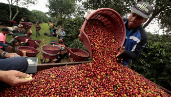 A worker measures the weight of freshly harvested coffee cherries at the Doka Coffee plantation in Sabanilla de Alajuela, Costa Rica December 14, 2018. (Reuters/Juan Carlos Ulate)