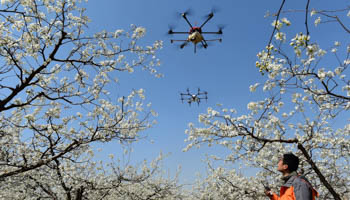 A worker looks on as drones are used to pollinate pear blossoms at a pear farm in Cangzhou, Hebei province, China April 9, 2018 (Reuters/Stringer)