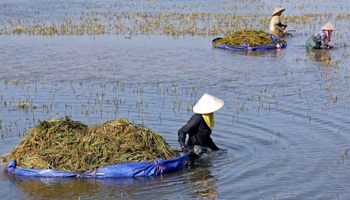 Vietnamese farmers harvesting rice on a flooded field (Reuters/Kham)