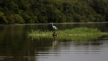 A heron is seen in the Mamiraua Sustainable Development Reserve in Uarini, Amazonas state, Brazil, March 7, 2018 (Reuters/Bruno Kelly)