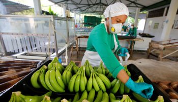 A woman works on a banana farm in Carepa, Colombia (Reuters/Jaime Saldarriaga)